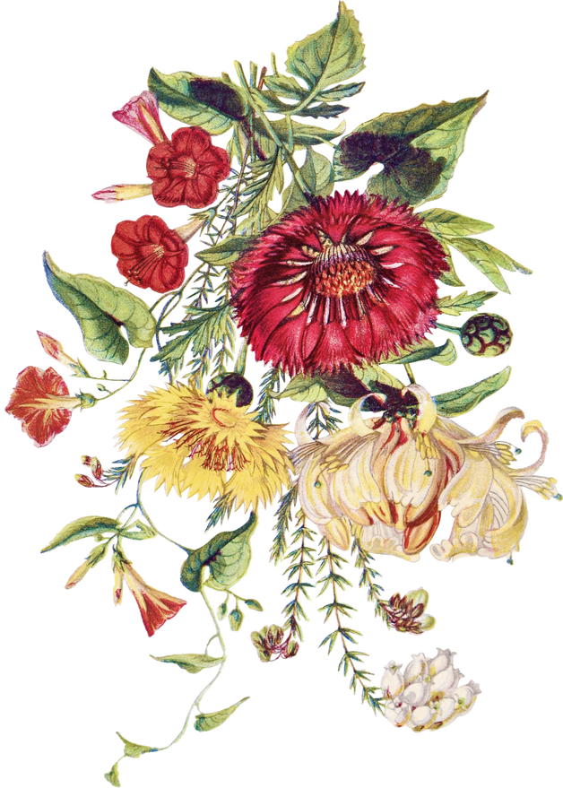 Flower background